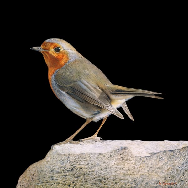 Adrian Smart, Robin on Rock