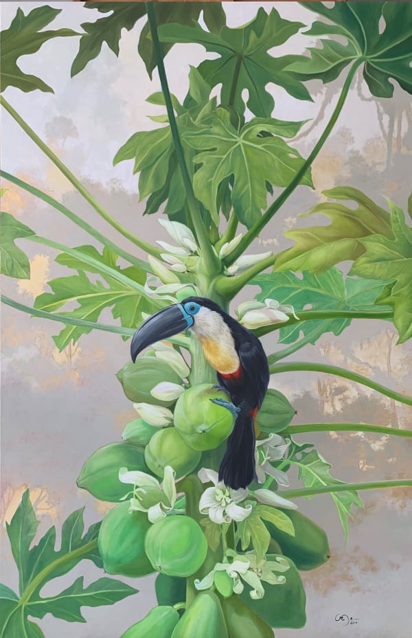 Gabriela Ezcurra, Toucan