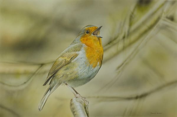 Singing Robin, 2016