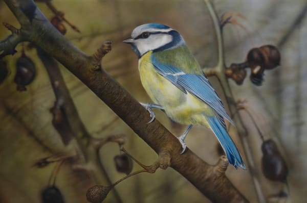 Adrian Smart Blue Tit II Acrylic on canvas 60 x 89 cm