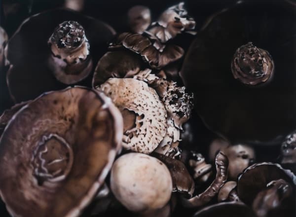 Ben Schonzeit, Chocolate Shiitakes