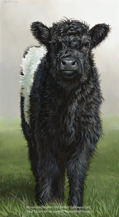 Alexandra Klimas Miniature painting, Bonnie I the Belted Galloway Calf Oil on panel 22 x 12 cm