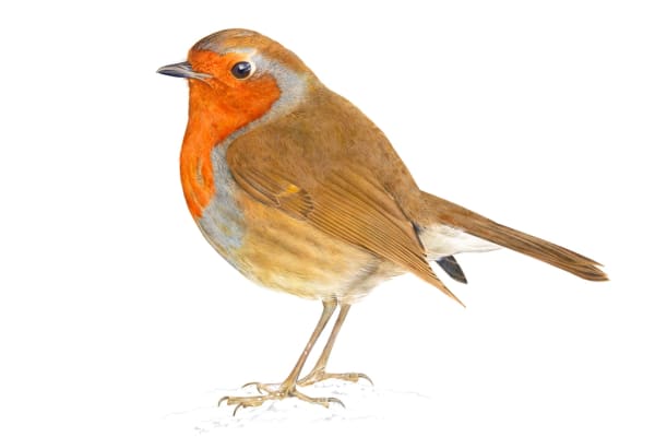 Adrian Smart, Robin 2012