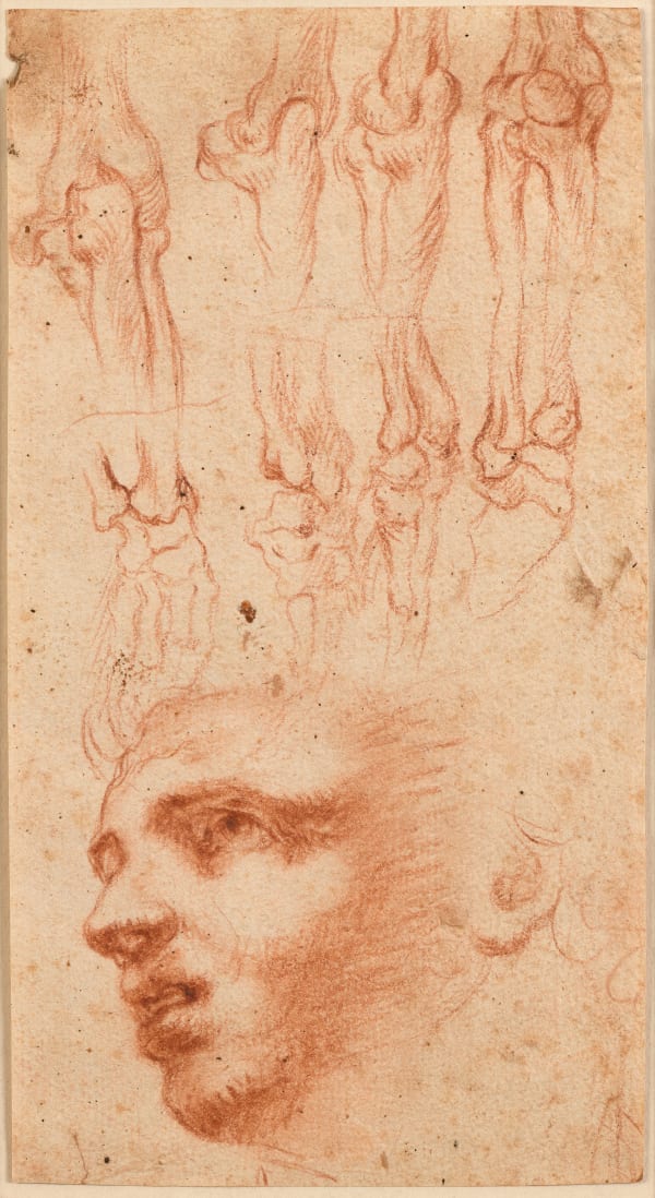 Italian School, late 16th century, Head of a Man and Écorché Studies of Arms