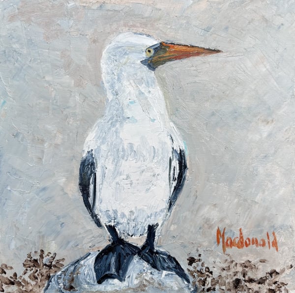 Frances Macdonald, 33. Nazca Booby, 2025