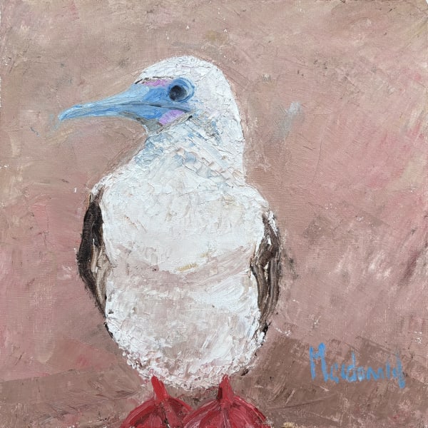 Frances Macdonald, 32. Red Footed Booby, 2025