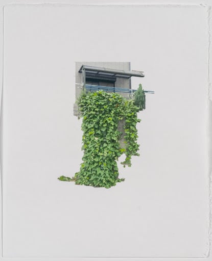 Naomi Reis found still life (ivy), 2021