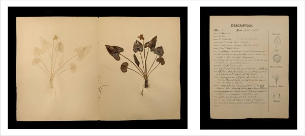 Rohini Devasher Specimen No. 5 Page 3 Of Atlas Phaenogamia? The Atlas Of Mimetic Flowering Plants, 2018 Unique Drawing And Print Works On Museum Etching Paper, Each Set Is Comprised Of Two Frames, One Text And One Imag 17 x 25 inches (image) and 17 x 14 inches (text)