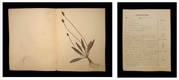 Rohini Devasher Specimen No. 44 Page 1 Of Atlas Phaenogamia? The Atlas Of Mimetic Flowering Plants, 2018 Unique Drawing And Print Works On Museum Etching Paper, Each Set Is Comprised Of Two Frames, One Text And One Image 17 x 25 inches (image) and 17 x 14 inches (text)