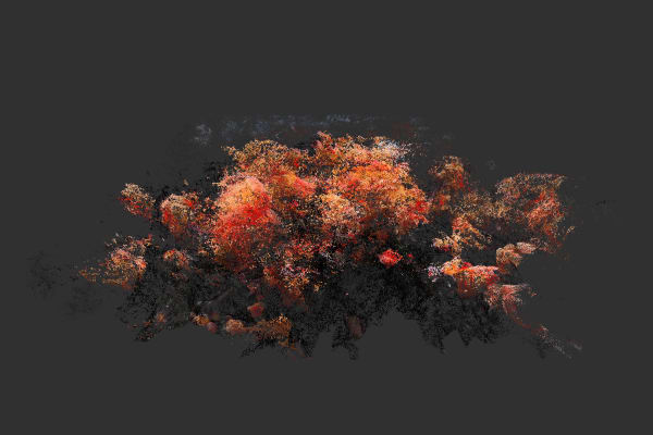 Moonis Ahmad Hajar-e-gul, 2024 Prints on Hahnemühle Photo Matt paper 24 x 36 Inches 4/5 + 2 AP