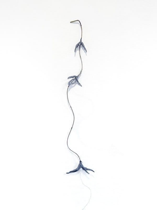 Sofía Bonilla Otoya, Being led (a braided heliconia), 2024