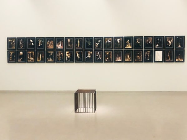 Anaïs Tondeur, Installation view of Chernobyl Herbarium, Kröller-Müller Museum, Netherlands