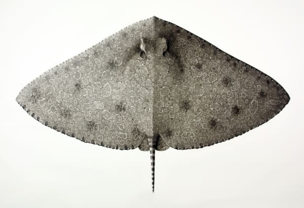 Jonathan Delafield Cook, Spiny Butterfly Ray II, 2024