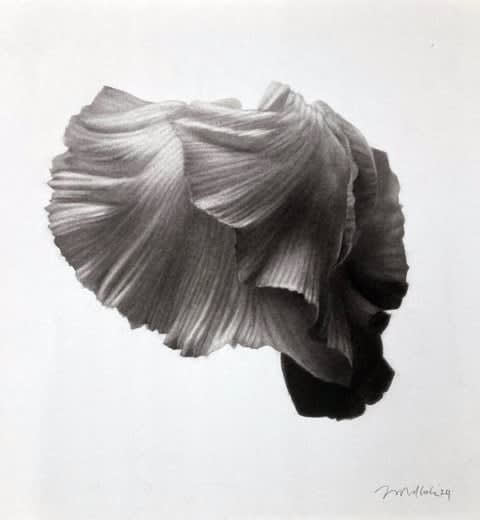 Jonathan Delafield Cook, Botanical study I , 2024