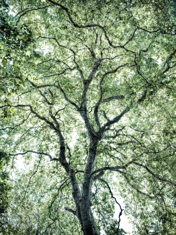 Santeri Tuori, Woodlands 11, 2025