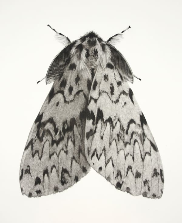 Jonathan Delafield Cook, Black Arches (Lymantria monachal) , 2023