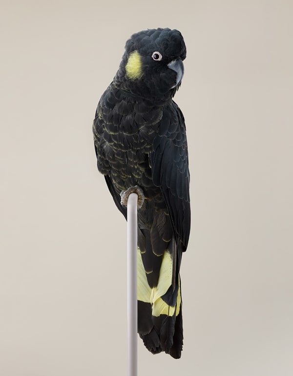 Leila Jeffreys, From the series The wound is the place where the light enters, Yellow-tail, 2022