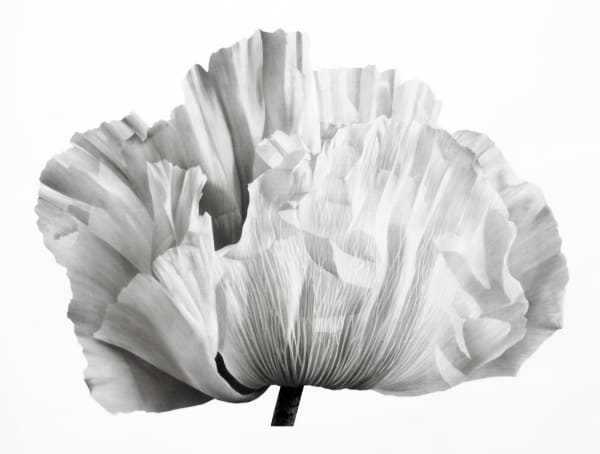Jonathan Delafield Cook, Poppy II, 2021