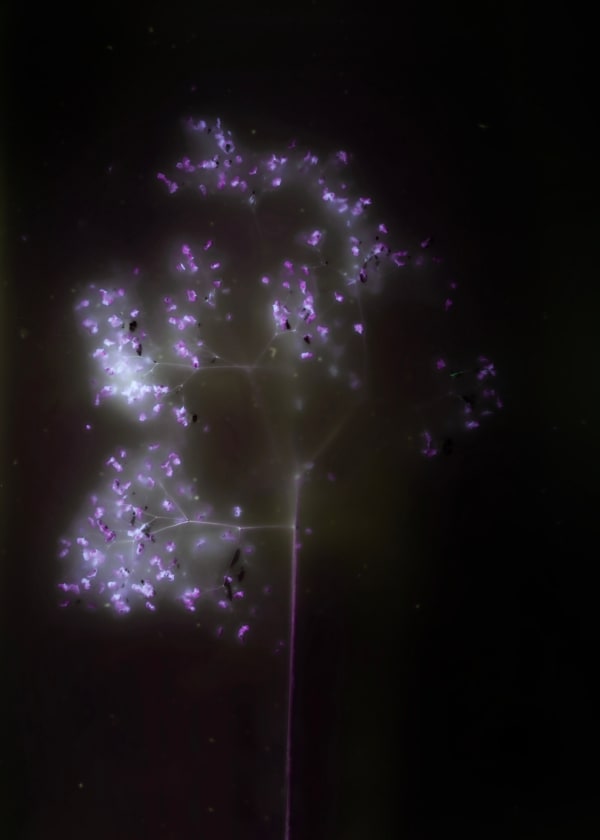 Anaïs Tondeur, Apiaceae, Le trèfle, l'abeille, 2024