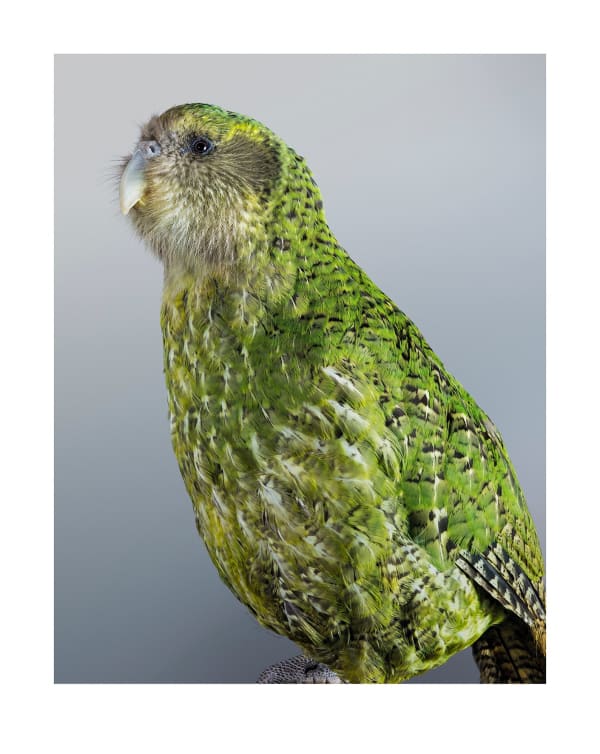 Leila Jeffreys, From the series Memory of the world, Kākāpō, 2025