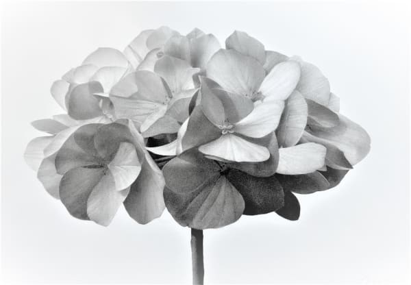 Jonathan Delafield Cook, Hydrangea, 2023