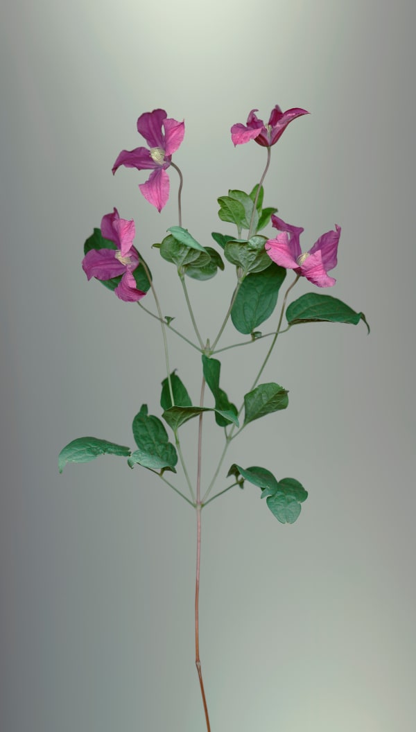 Sandra Kantanen, From the series Herbarium, Clematis (Clematis), 2022