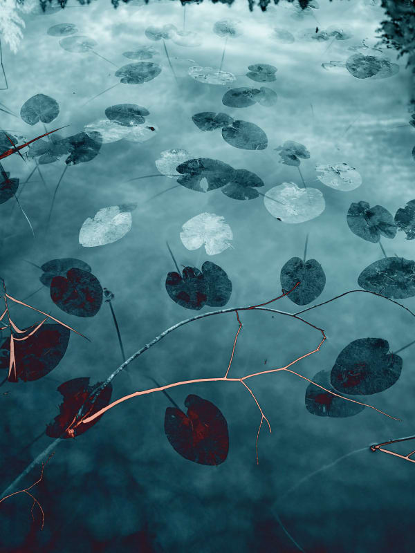 Santeri Tuori, Water Lilies 29, 2023