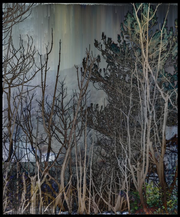 Sandra Kantanen, Untitled (forest fire), 2022