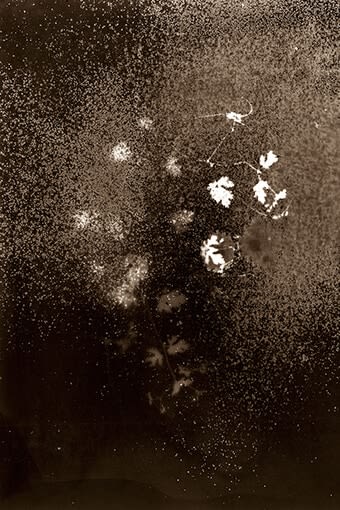 Anaïs Tondeur, Geranium chinum, Exclusion Zone, Chernobyl, Radiation level: 1.7 Microsieverts, From the series Chernobyl Herbarium, 2011 – ongoing