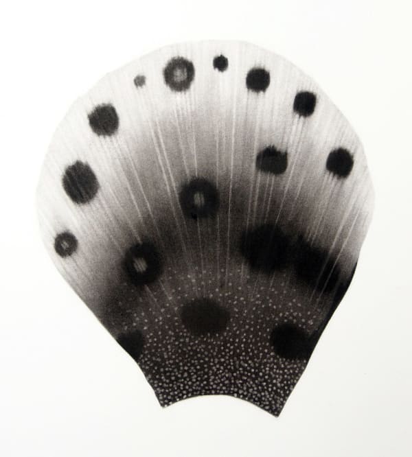 Jonathan Delafield Cook, Tail Fin III, 2024
