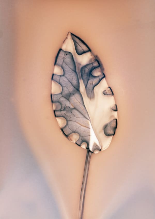 Anaïs Tondeur, Arum Italicum II, Lago Patria, 2024