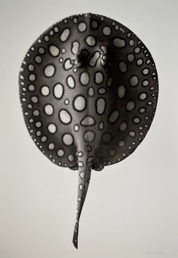 Jonathan Delafield Cook, Motoro Ray, 2025