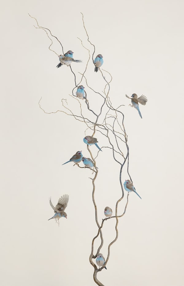 Leila Jeffreys, From the series, The wound is the place where the light enters, Branch No. 3, 2022