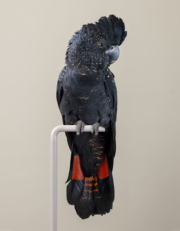 Leila Jeffreys, From the series, The wound is the place where the light enters, Red-tail, 2022