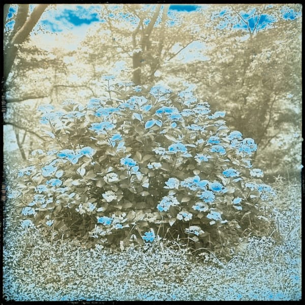 Takashi Arai, Hydrangea, Zuiryuji Temple, Watari, Fukushima, 7 July 2017