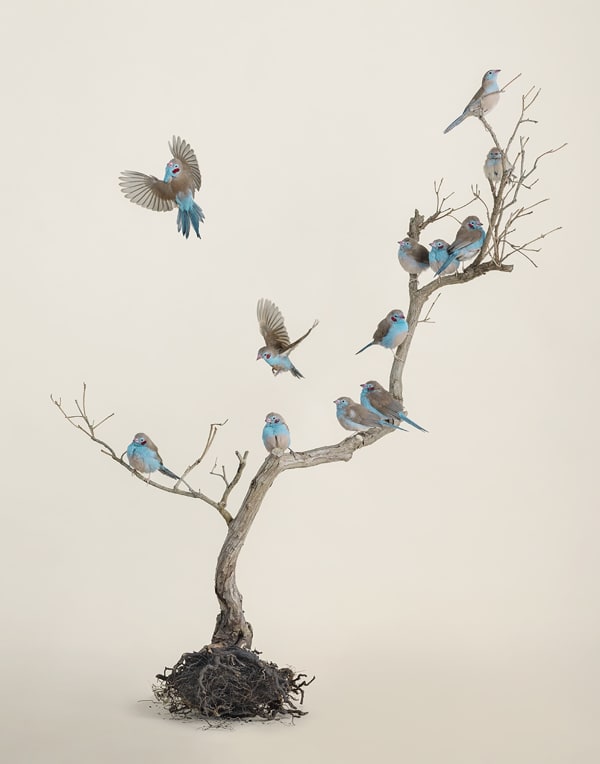 Leila Jeffreys, From the series, The wound is the place where the light enters, Bonsai No. 3, 2022