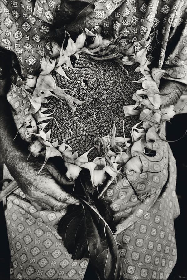 Tessa Traeger, From the series Voices of the Vivarais, Dried Sunflower, 1997