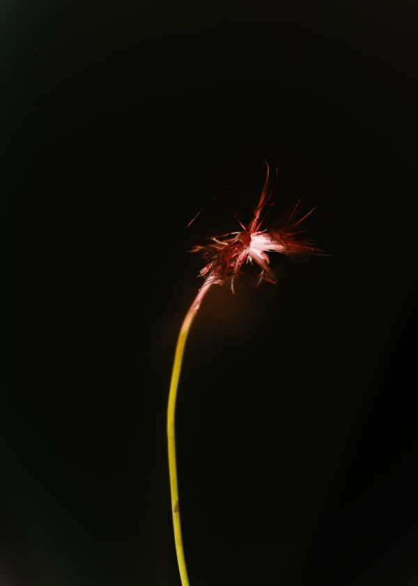 Anaïs Tondeur, Taraxacum officinale Le trèfle, l'abeille, 2024