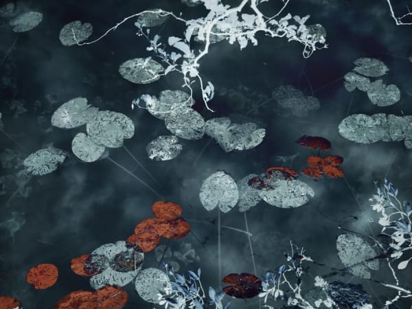 Santeri Tuori, Water Lilies 14, 2019