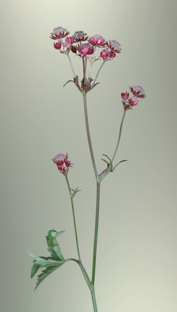 Sandra Kantanen, From the series Herbarium, Great Masterwort (Astranta), 2022