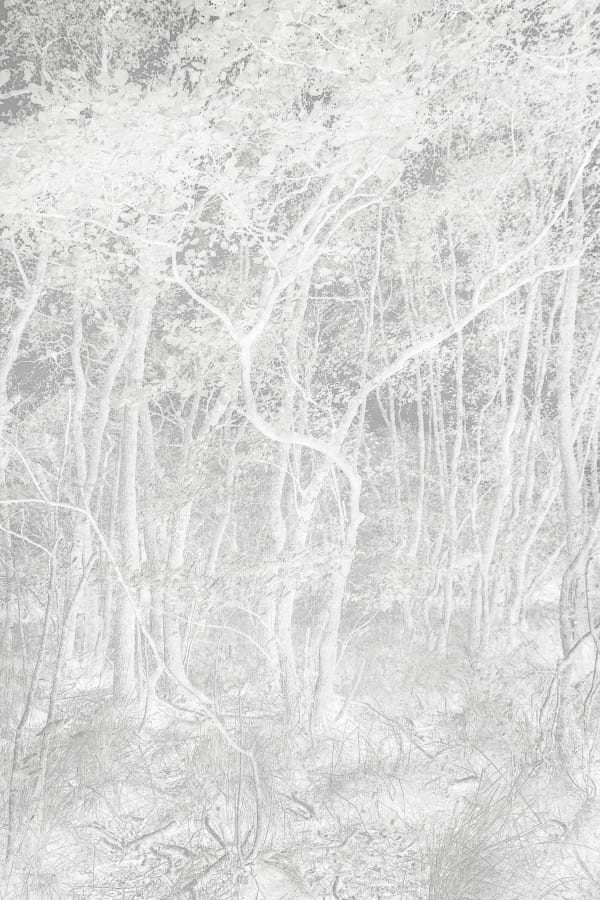 Santeri Tuori, Forest 57, 2023
