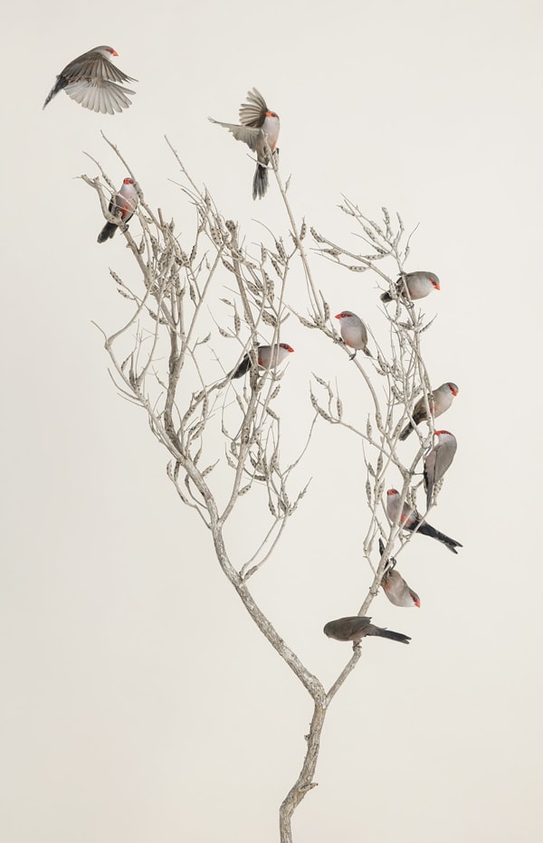 Leila Jeffreys, From the series, The wound is the place where the light enters, Branch No.2, 2022