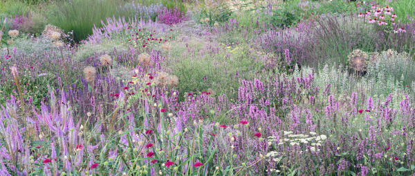 Sandra Kantanen, Meadow 9 with Bees, 2025