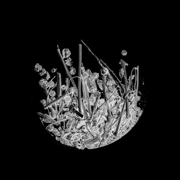 Anais Tondeur, Silene nutans I, 2024