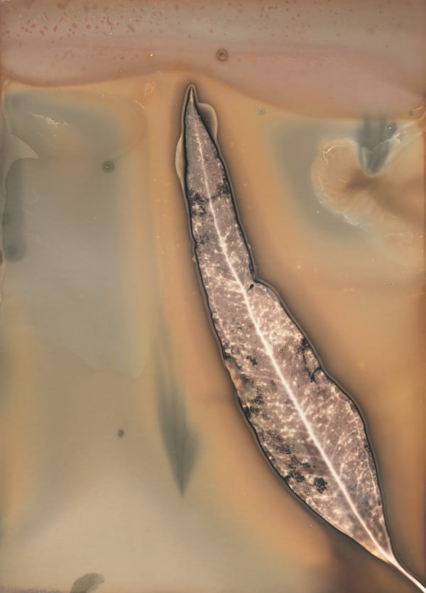 Anaïs Tondeur, Eucalyptus camaldulensis 4, Ercolano, Vesuvio, 2024