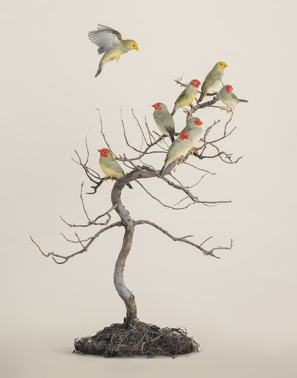 Leila Jeffreys, From the series, The wound is the place where the light enters, Bonsai No.1, 2022