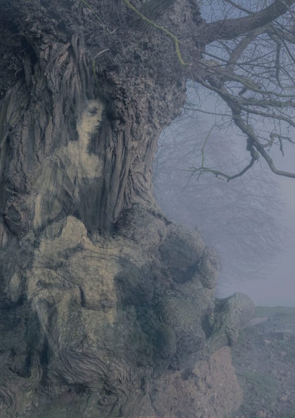 Tessa Traeger, Family Trees, No.13 Lady Elizabeth Montagu - Musician , 2022