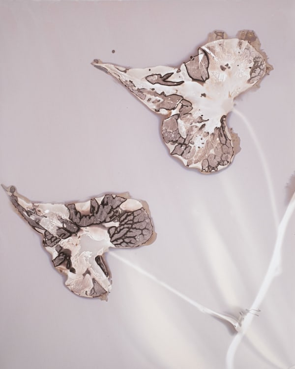 Anaïs Tondeur, Morning Glory, Ipomoea nil, Vesuvio 2, 2024