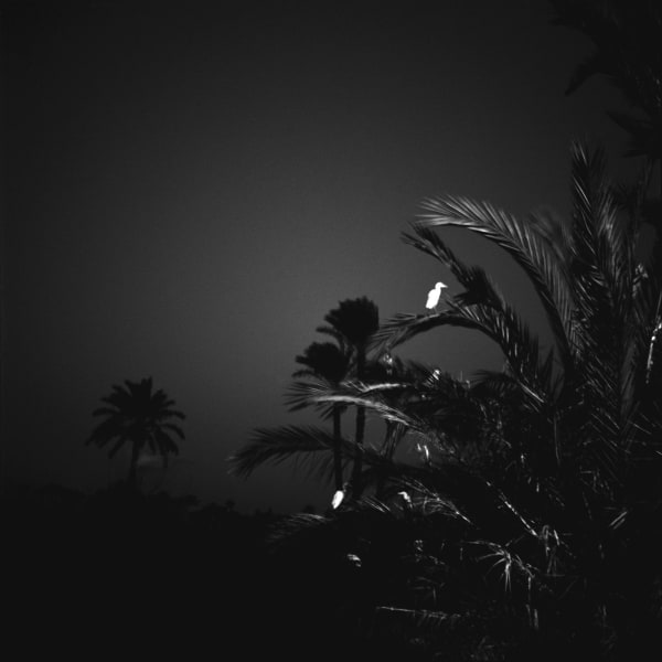 Diana Matar, From the series Disappearance, The Bird, 2008