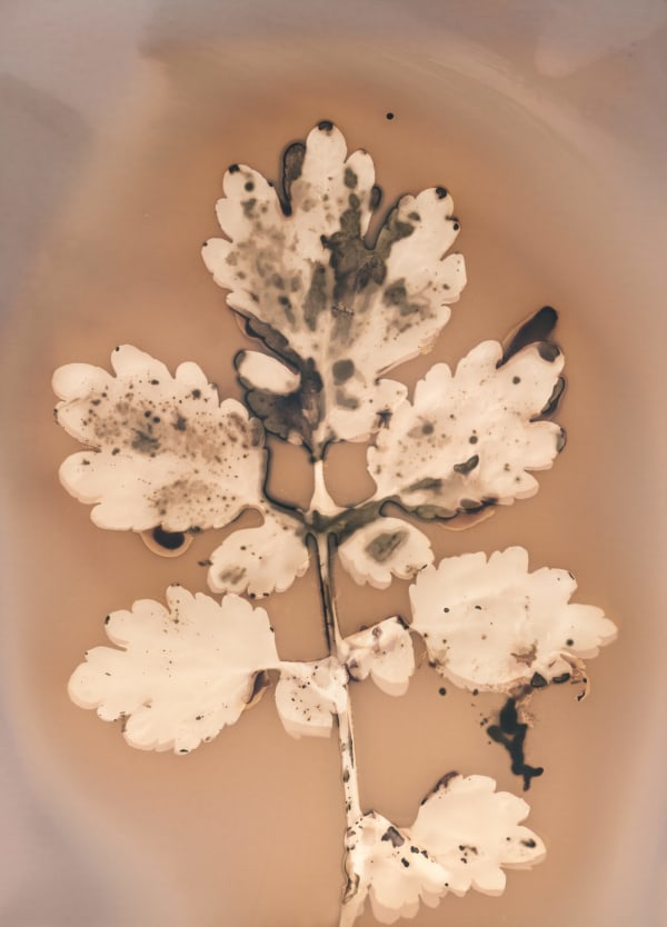 Anaïs Tondeur, Chelidonium majus Canale dei Regi Lagni, Acerra, 2024